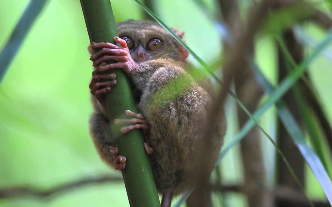 Tangkoko Batuangus Nature Reserve