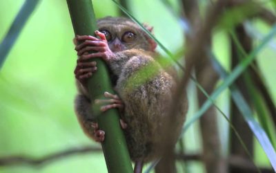 Tangkoko Batuangus Nature Reserve